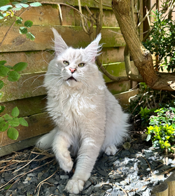 shaded maine coon lood chaterie elevage serieuc