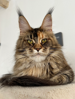 brown ticked tabby maine coon loof portées chatons
