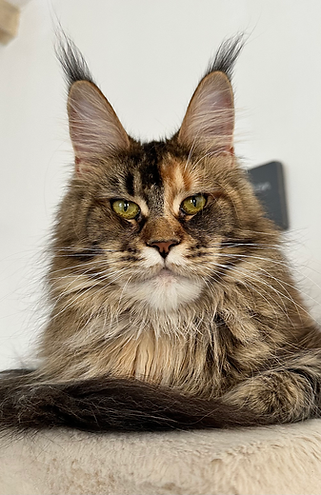 brown ticked tabby maine coon loof portées chatons.heic