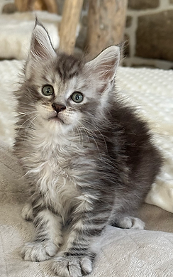 maine ccon chatons à vendre.heic
