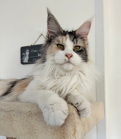 maine coon finistère bretagne loof elevage chatons