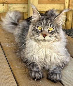 maine coon loof elevage serieux à vendre adopter chatons