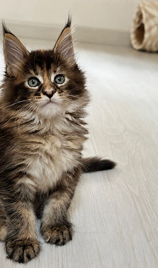 maine coon loof chatons à vendre.jpg