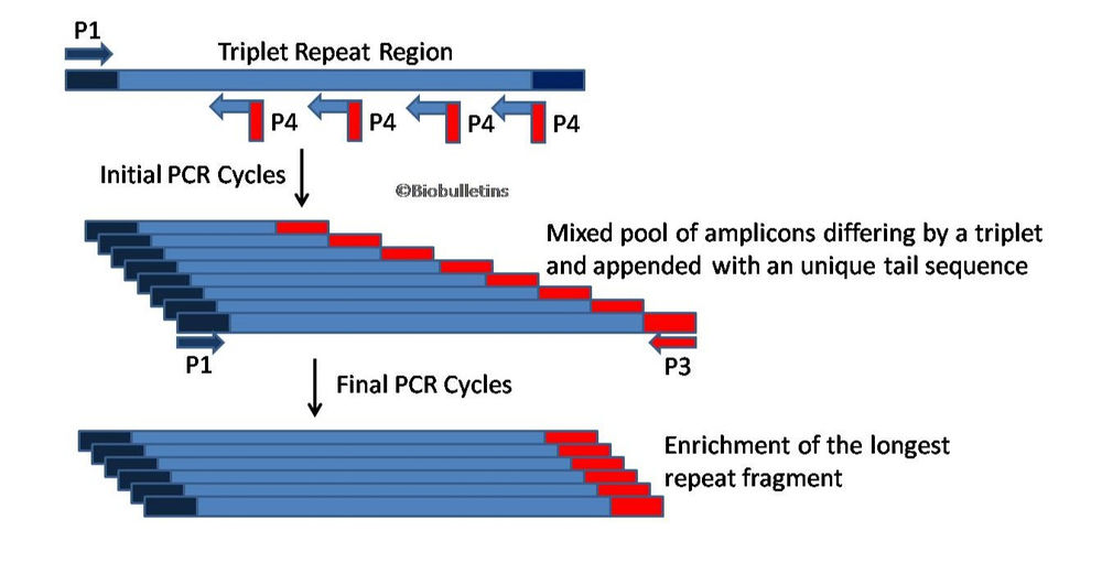 The PCR Series Triple Primed PCR