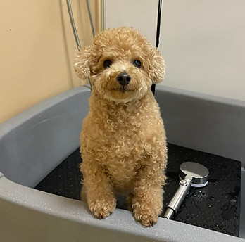 Dog Salon in Singapore, Dog Grooming