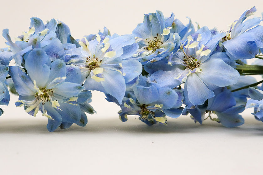 FreizeitBlume, Trockenblume blau, Delphinium gefüllt