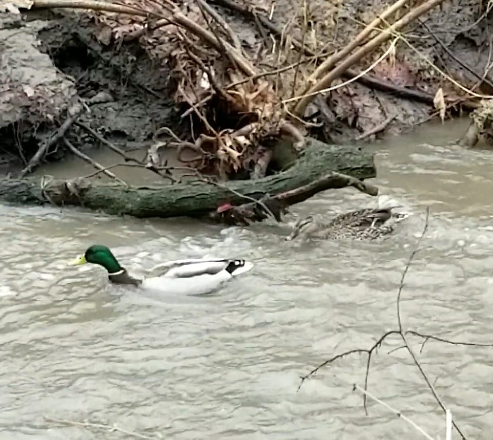 TUFF DUCKS
