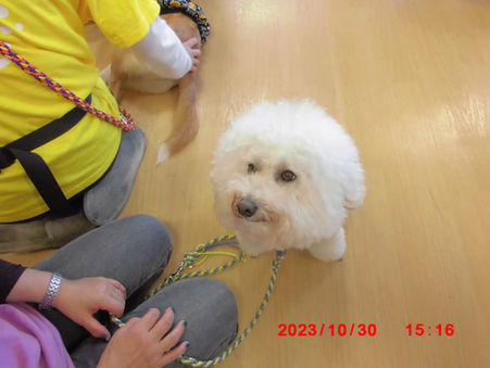 アニマルセラピー犬来苑