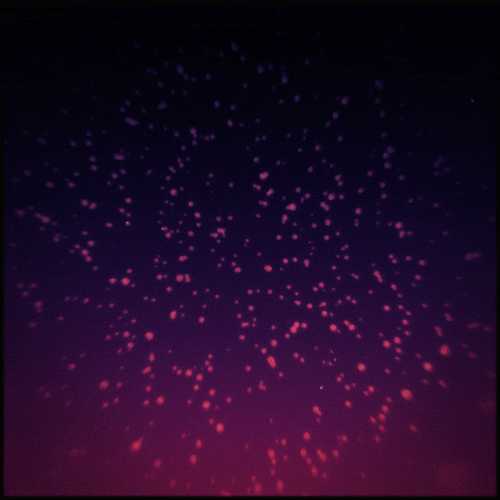 IxN.gif