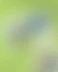 ソルトワークス つむぐ年賀2026午年賀制作