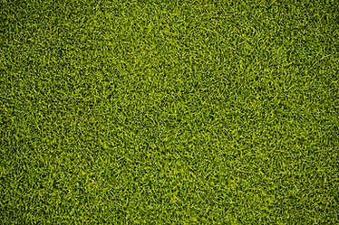 Background dark green grass texture