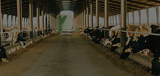 tractor-driving-away-as-cows-eat-feed-at