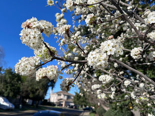 Why Sacramento’s Spring Bloom is Your Pool Filter’s Worst Enemy