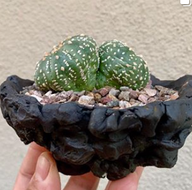 CY Dan A Cactus
