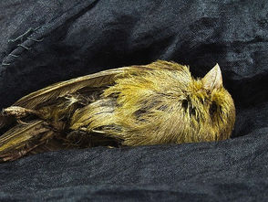 Net Zero: today's canary in the coal mine ..