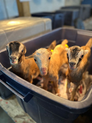 3 baby goats
