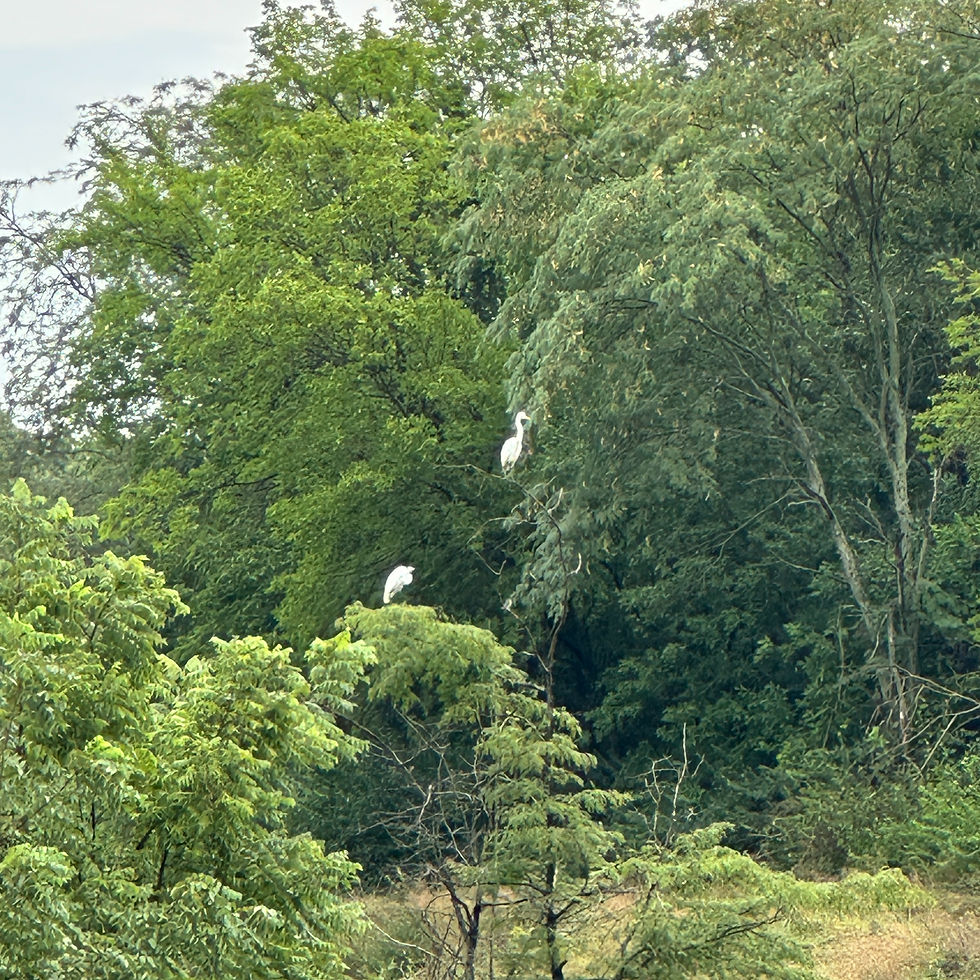 Spring Migration Bird Walk