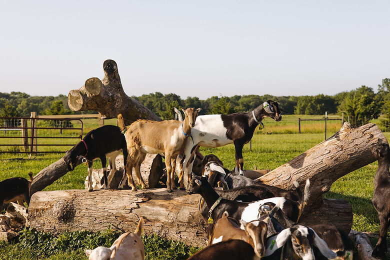 SummerGoats2025-4.jpg