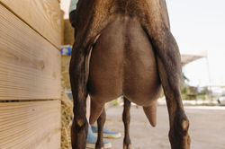 GoatAppraisel_Tiana_June2025-8