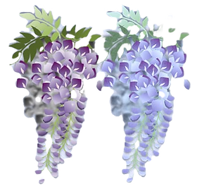 藤の花イラスト_edited.png