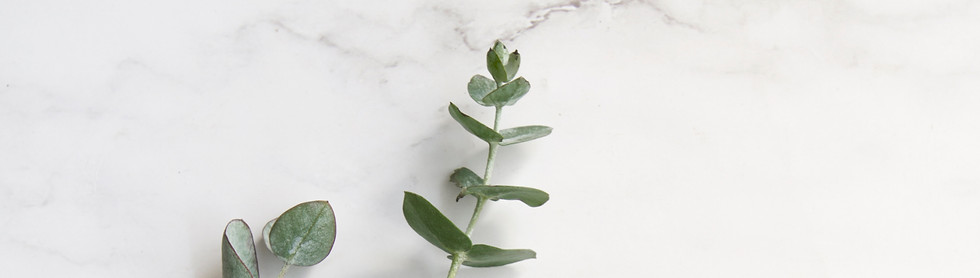 Branches of a eucalyptus tree conveying a natural, minimalist vibe and a serene, grounding atmosphere