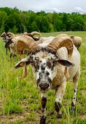 Thumbnail: Hog Island Sheep - EWE