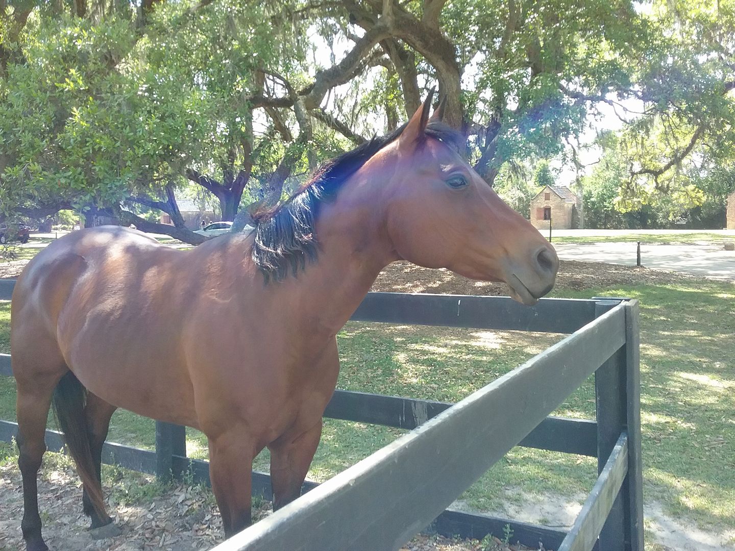 Home Seagrave & Williams Farm, LLC Rare Breeds