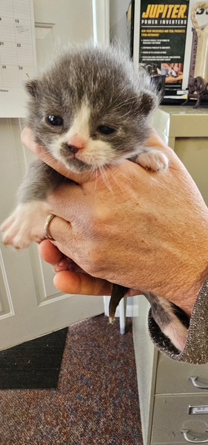A small kitten is held in a person's hand Bottle Feeding Kittens Class 4/28.