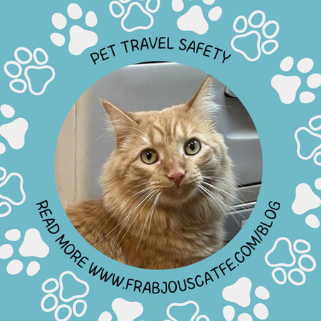 🐾✈️ The Ultimate Guide to Cat Travel Safety 🐾✈️