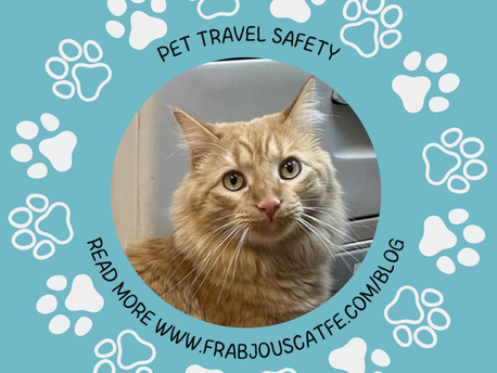 🐾✈️ The Ultimate Guide to Cat Travel Safety 🐾✈️