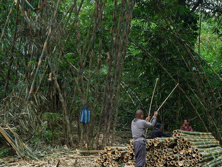 The Hidden Power of Bamboo for Restoration