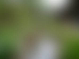 Exploring the World of Swales: Benefits and Design Ideas for Your Landscape