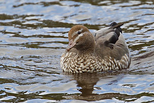 ED Wood duck.jpeg