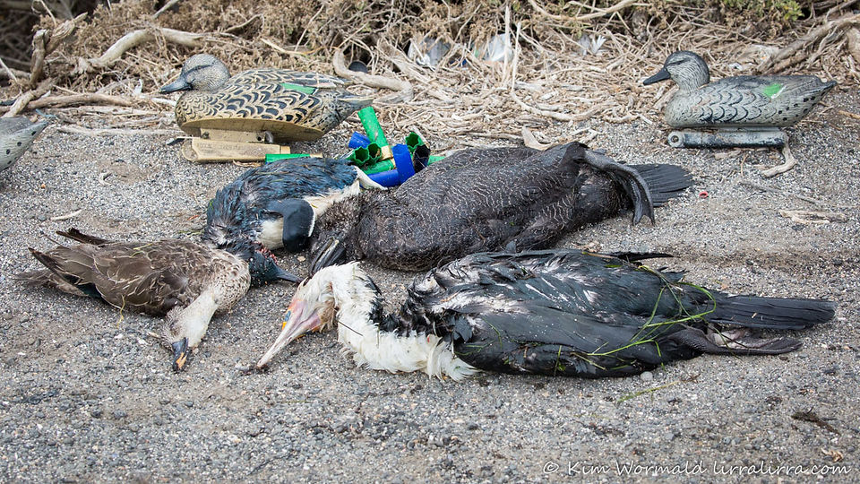 Duck-Shooting-WTP-Kim-Wormald