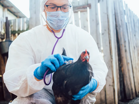 H5N1: THE UNACCEPTABLE RISK OF QUAIL HUNTING 