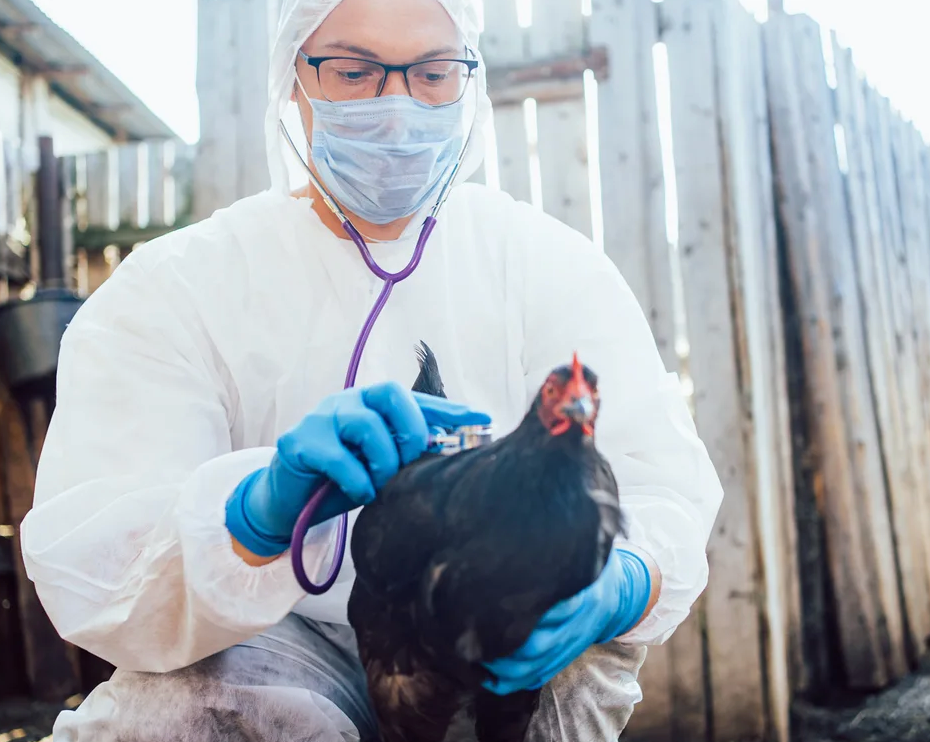 H5N1: THE UNACCEPTABLE RISK OF QUAIL HUNTING