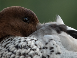 Australian Wood Duck