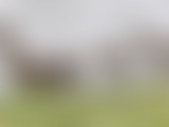 World Wildlife Day - letter from us.