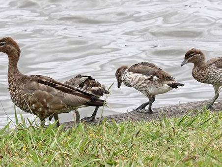 World Wildlife Day - letter from us.