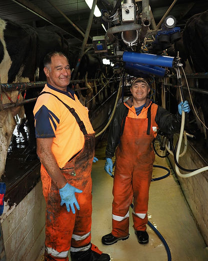 Premium silicone tubing for dairy shed use NZ | Customers