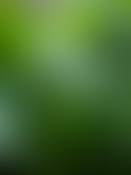 Fresh spinach leaves with water droplets