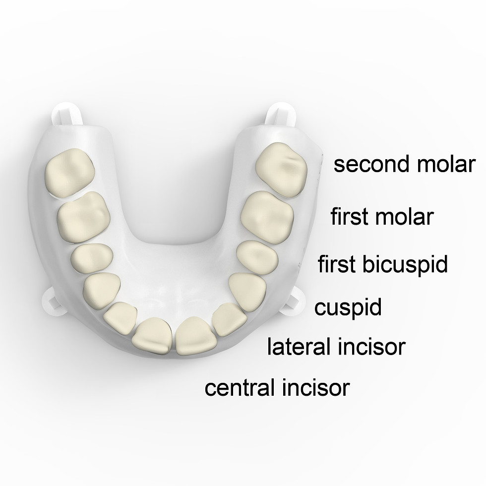 Thumbnail: Dentoform (Maxillary)