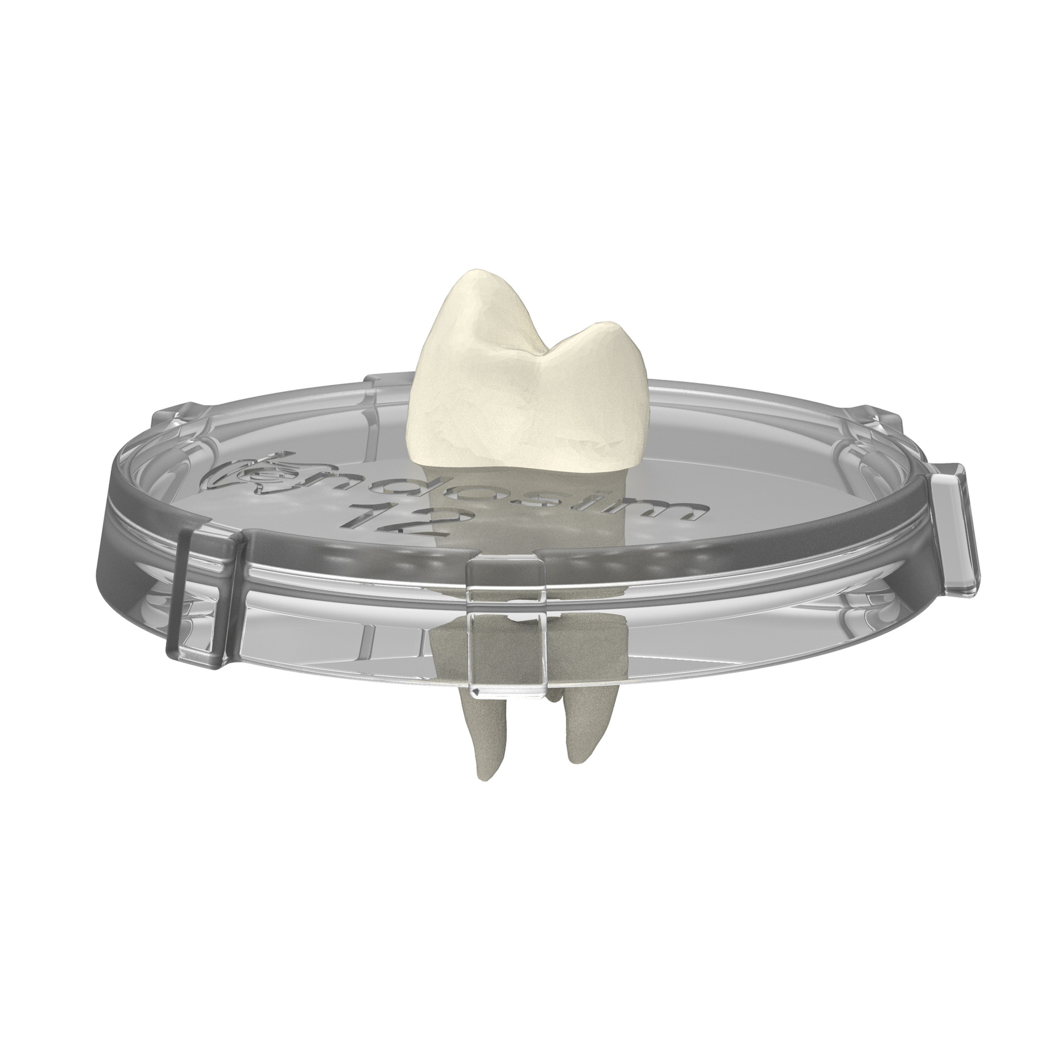 Tooth-Lid (#12, 3pack)