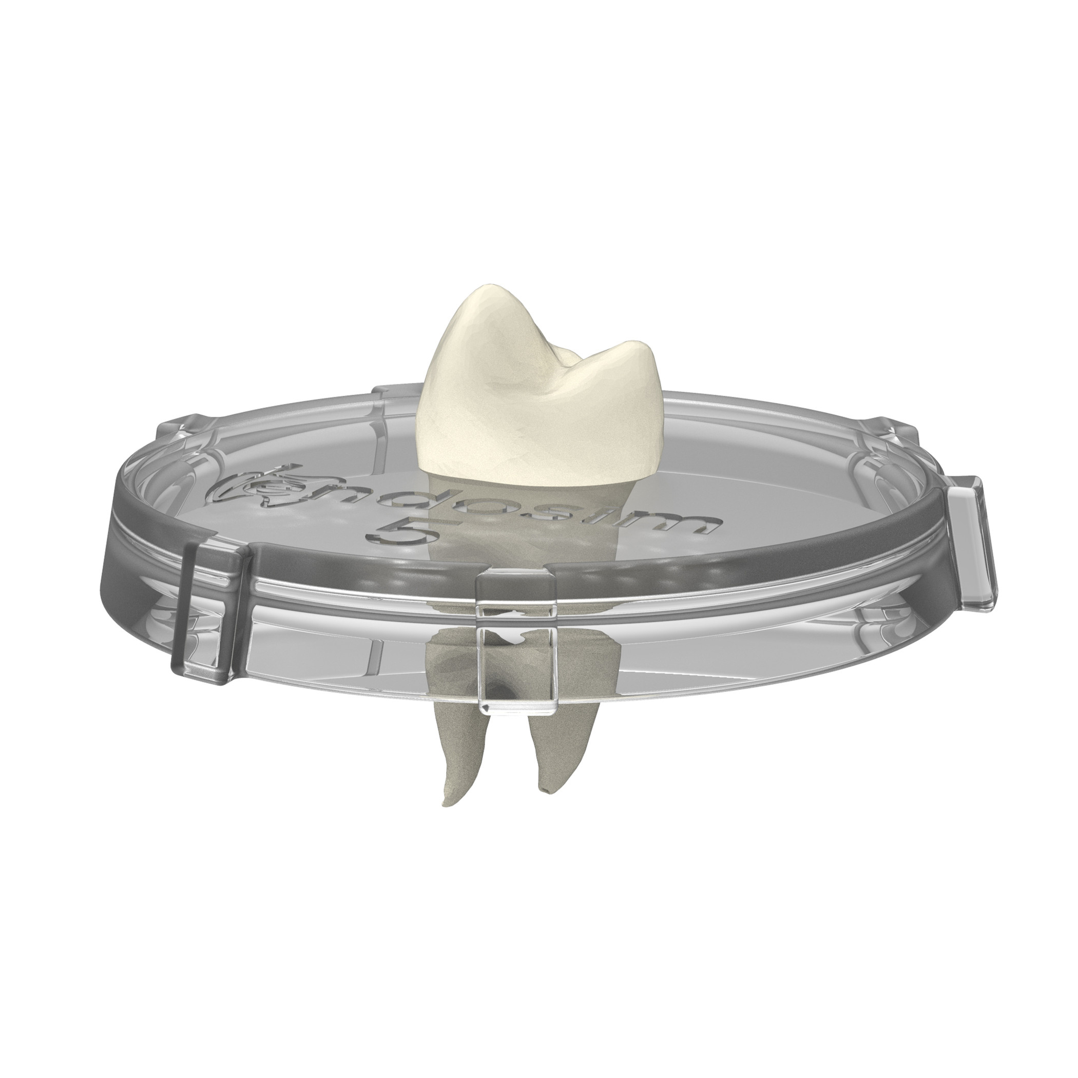 Tooth-Lid (#5, 3pack)