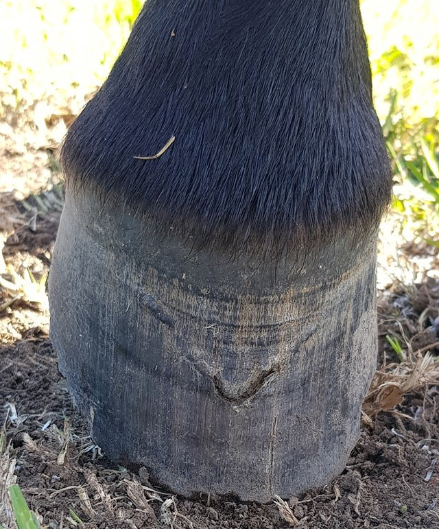 FUNGAL Infections of the Band and Hoof Wall in Horses
