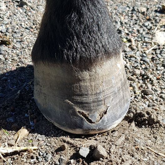 FUNGAL Infections of the Band and Hoof Wall in Horses