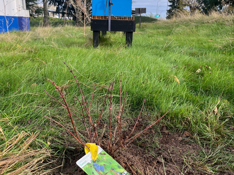 🌳 Plantation d’arbres mellifères chez Forvia à Hénin-Beaumont
