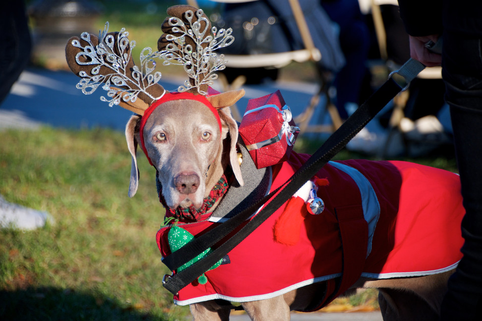 2023 TREE LIGHTING Roslindale
