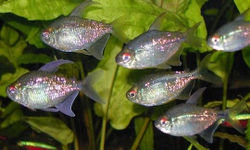 Харацинообразные