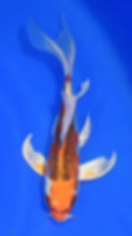 BUTTERFLY BENI KUJAKU